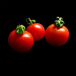 Semences de Tomate Cerise Délice des Jardiniers