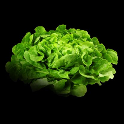 Semences de Laitue Feuille de Chêne Verte Figaro