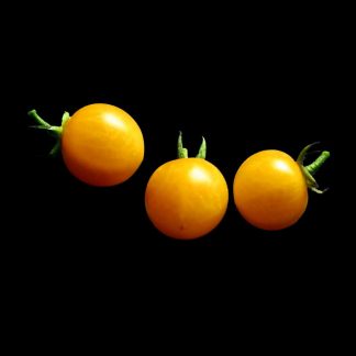 Semences de Tomate Cerise Gold Nuggets