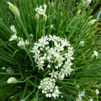 Semences de Ciboule de Chine