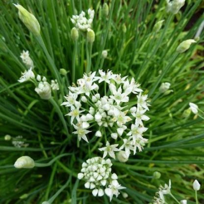 Semences de Ciboule de Chine