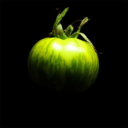 Semences de Tomate Green Zebra