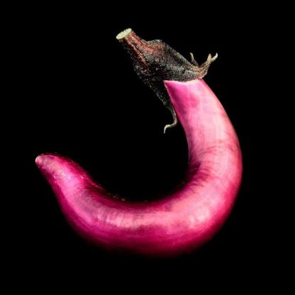 Semences d'Aubergine Japanese Pickling