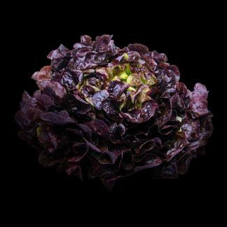 Semences de Laitue Feuille de Chêne Rouge Lakan