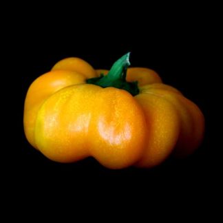 Semences de Poivron Mandarine