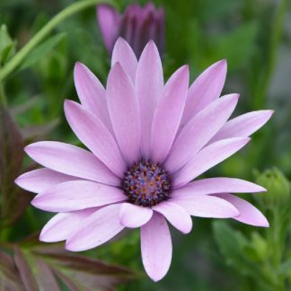 Semences de Marguerite Africaine