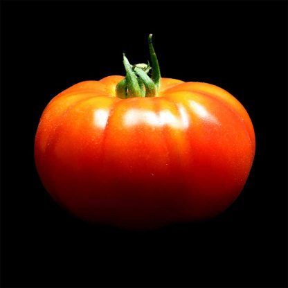Semences de Tomate Marmande