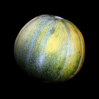 Semences de Melon sucrin Petit Gris de Rennes