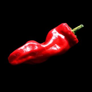 Semences de Piment de la Bresse