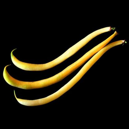 Semences d'Haricot nain mangetout beurre Rocbrun