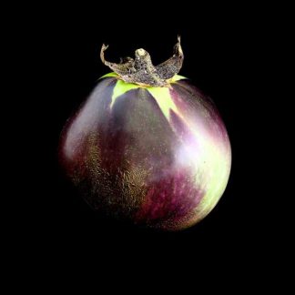 Semences d'Aubergine Ronde de Valence