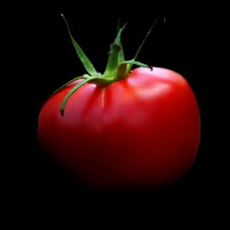 Semences de Tomate Rose de Berne