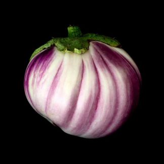Semences d'Aubergine Rotonda Bianca