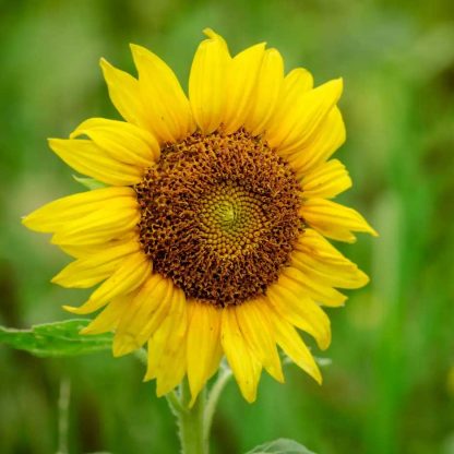 Semences de Tournesol Irish Eyes