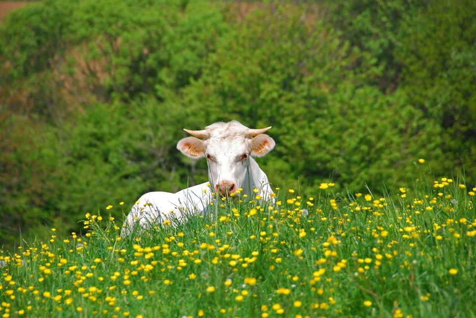 LA FERME DES GATS