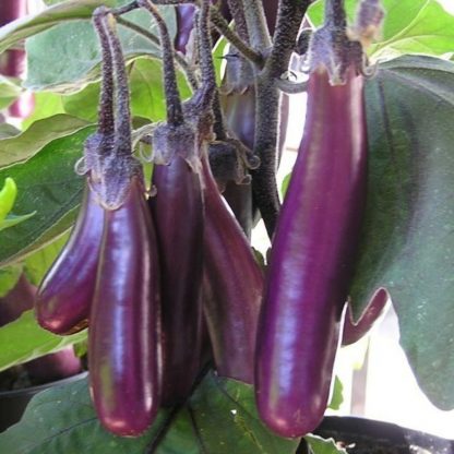 Plants d'aubergine Slim Jim