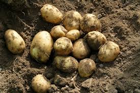 Pomme de terre nouvelle 500g
