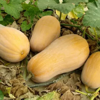 courge Butternut