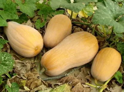 courge Butternut
