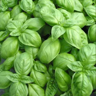 Basilic de Genovese