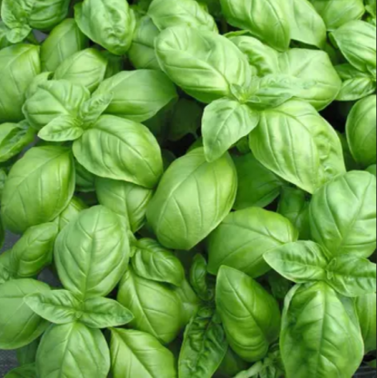 Basilic de Genovese