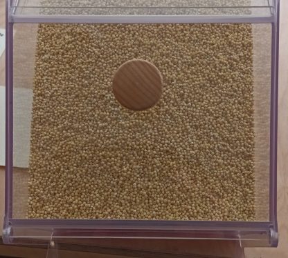 Graine de millet / 100 gr