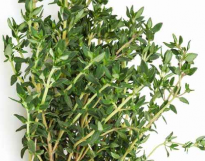 plant de Thym commun