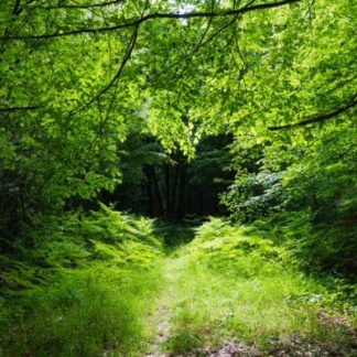 Miel récolté en Sologne : printemps