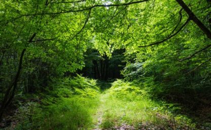 Miel récolté en Sologne : printemps