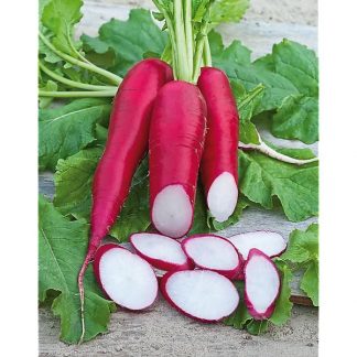 RADIS ROUGE ROND