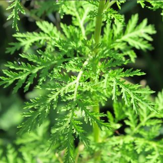 semence graine bretagne Artemisia Armoise Annuelle