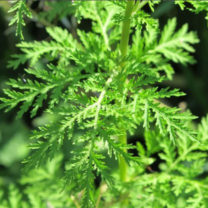 semence graine bretagne Artemisia Armoise Annuelle