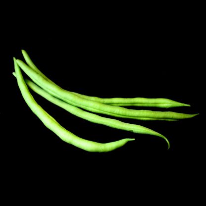 semence graine bretagne haricot cupidon