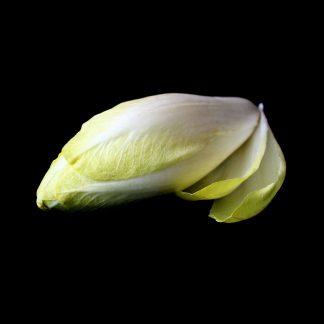 semence graine bretagne endive maline