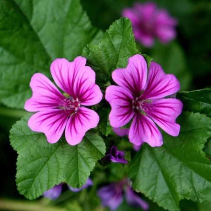 semence graine bretagne Mauve Sylvestre