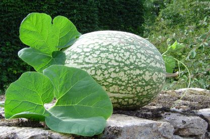 plant de courge de Siam