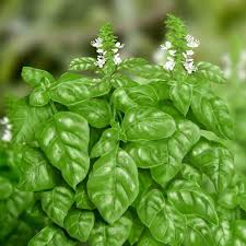 Plant de Basilic Grand Vert