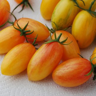 Plant de tomate Blush