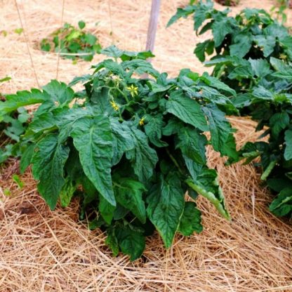 Plant de tomate Petit Arbre