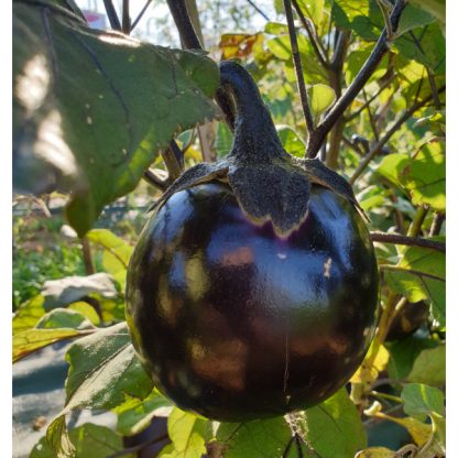 Plant d'aubergine Ronde de valence