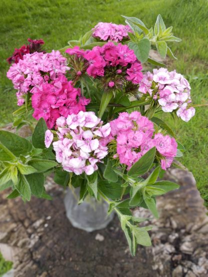 Bouquet d'œillets de poète