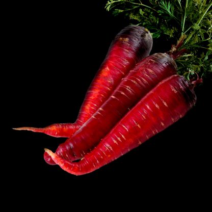 Carotte Rouge Sang semece graine