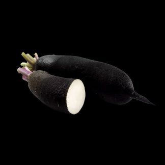 Radis Noir Long Poids d'Horloge semence graine