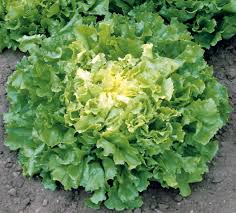SALADE BATAVIA
