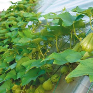 Plant de Chayotte