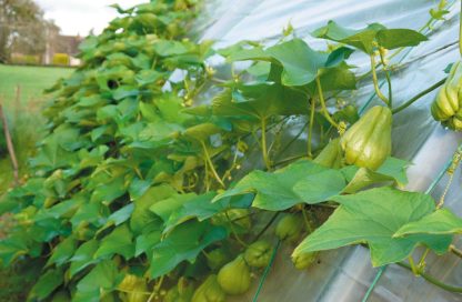 Plant de Chayotte