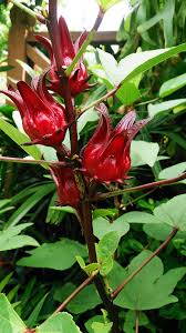 Plants d'oseille de Guinée(Hibiscus sabdariffa)