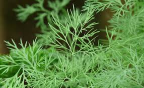 Plants d'Aneth