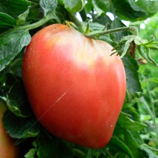 Plant bio tomate coeur de boeuf