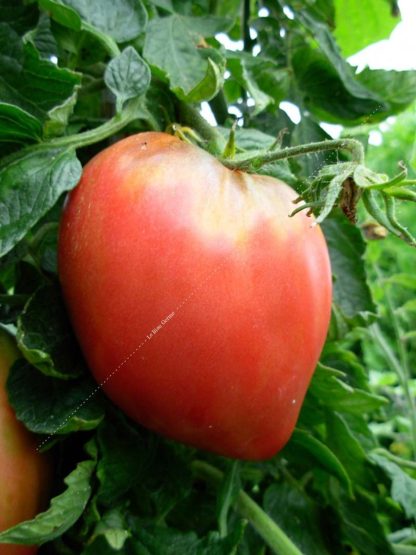 Plant tomate greffée type coeur de boeuf